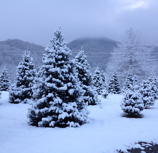 waynesville-christmas-tree
